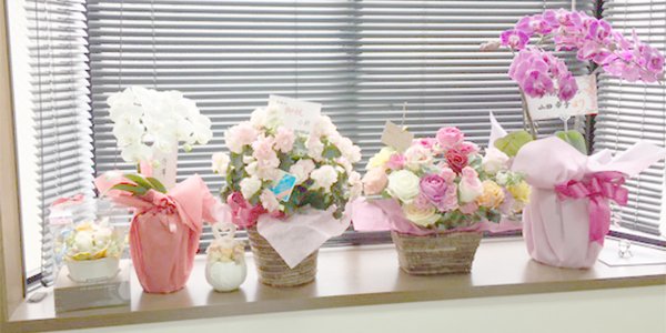 葵訪問看護ステーション事務所内鉢植え