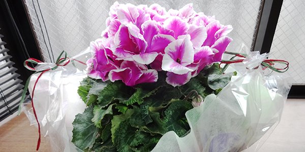 葵訪問看護ステーション事務所内の鉢植え